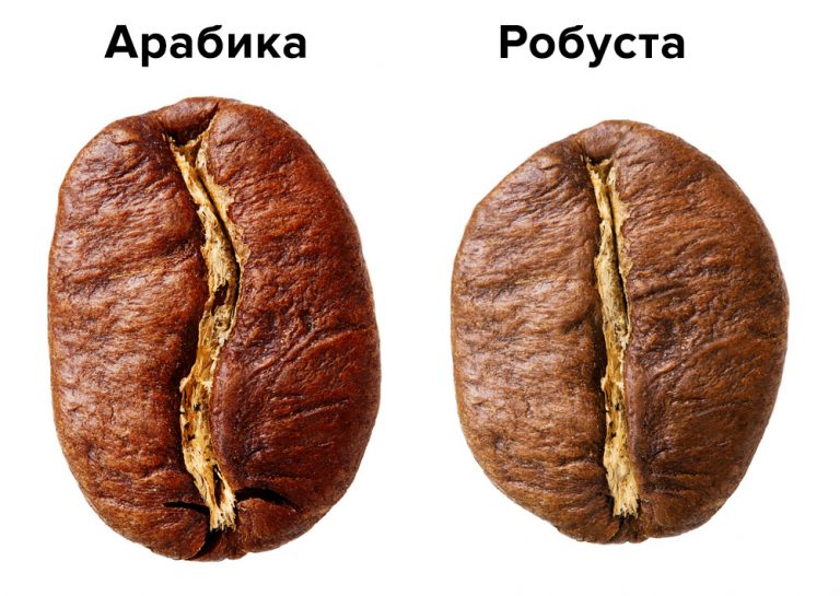 Зерно робуста и арабика фото