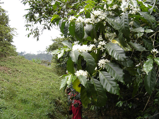 Кофейные плантации в Гондурасе