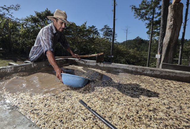 Обработка кофе мытым способом в Гондурасе, Vega del Río.
